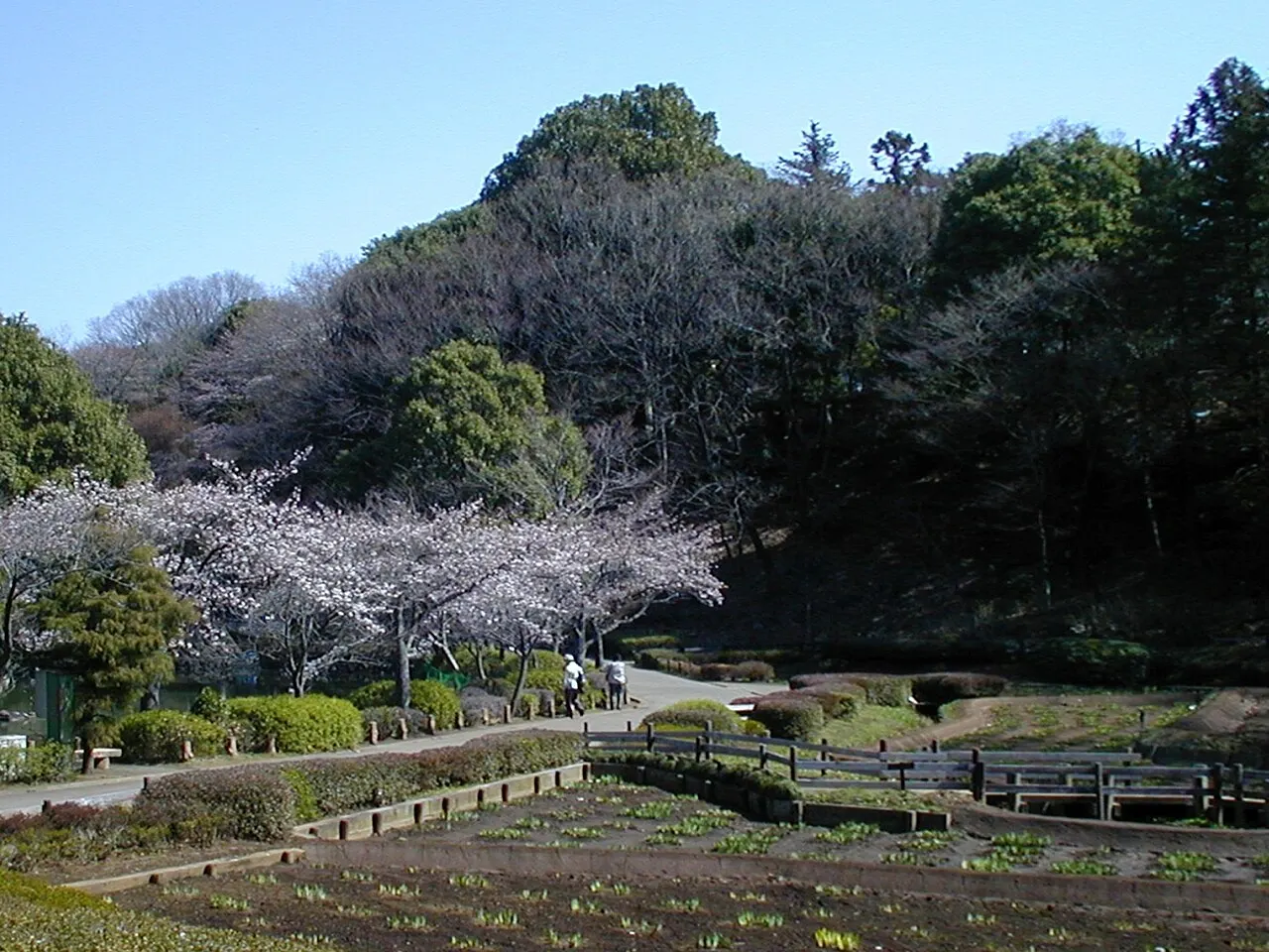 薬師池公園