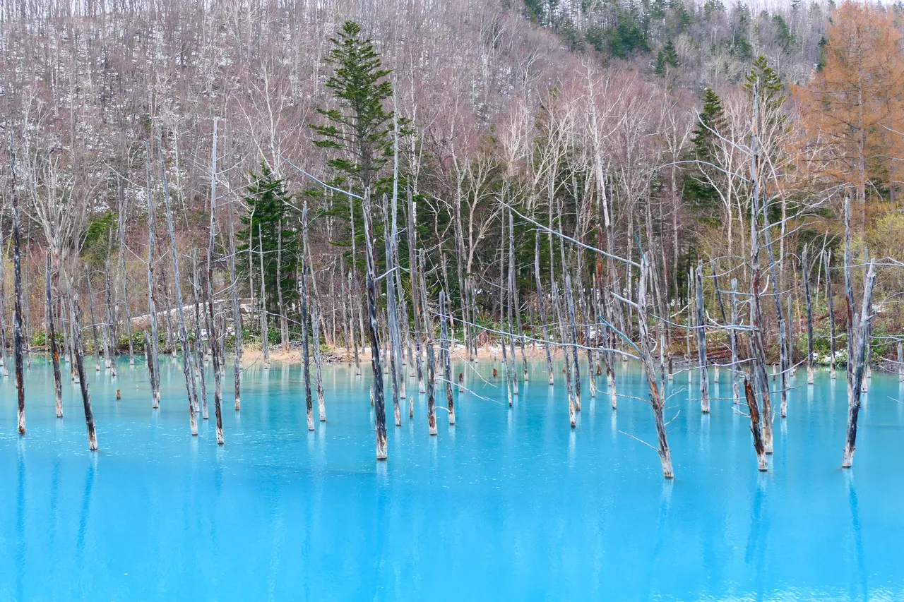 北海道・息をのむ青い絶景を巡る日帰りモデルコース|あの「青い池」の今