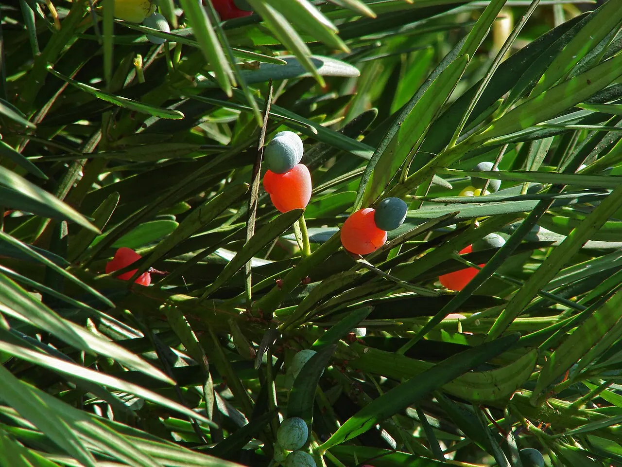 東京農業大学植物園