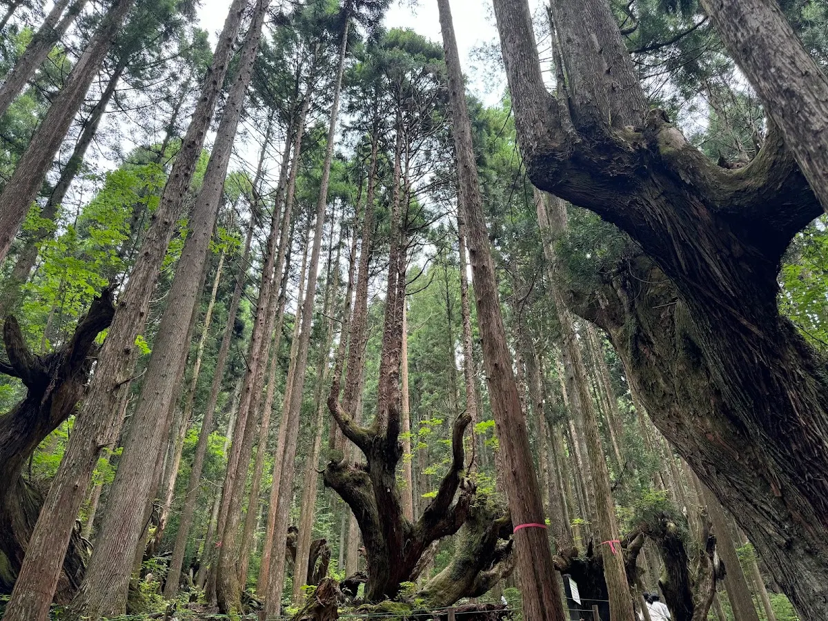 株杉の森(21世紀の森公園)