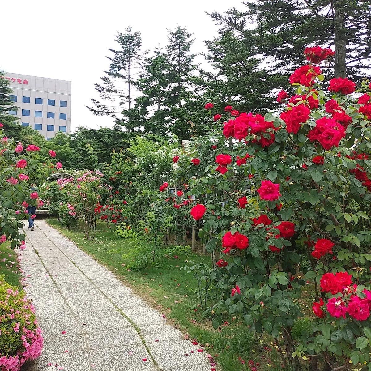 青い森公園