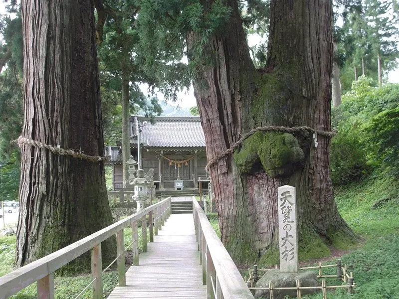 栢野大杉