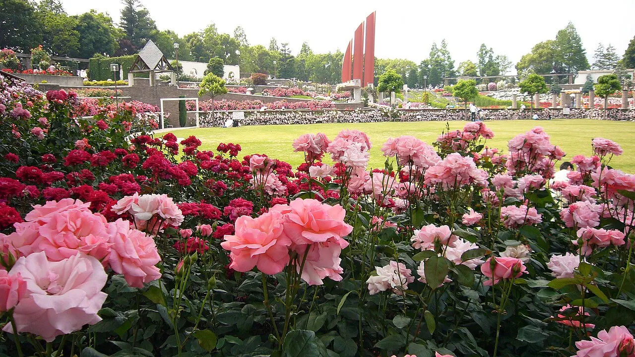 荒牧バラ公園