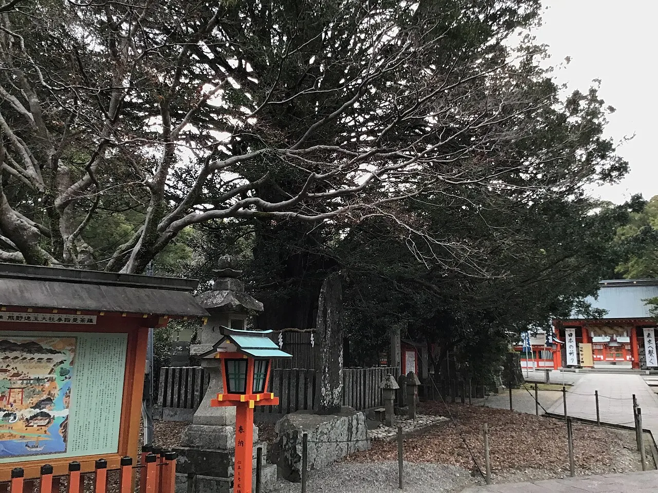 熊野速玉神社のナギ