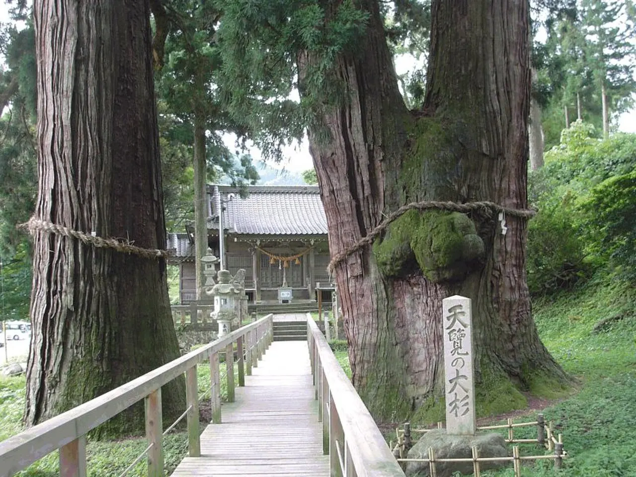 栢野大杉