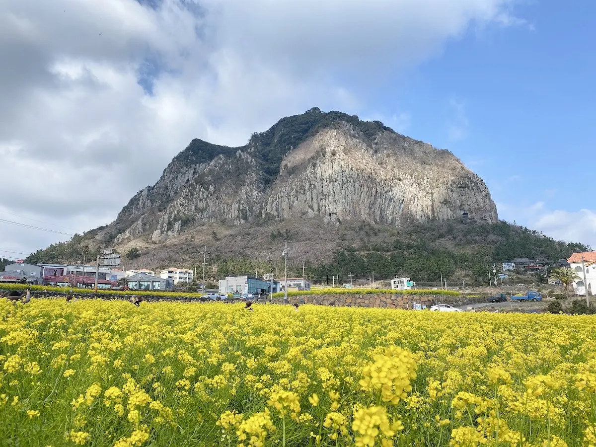 済州島・秋のススキと絶景カフェドライブ！1泊2日モデルコース