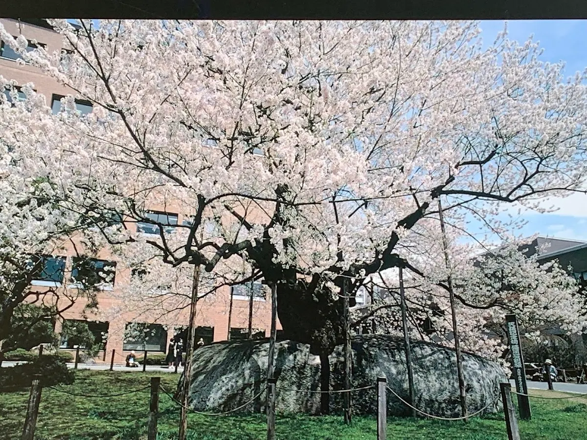 石割桜