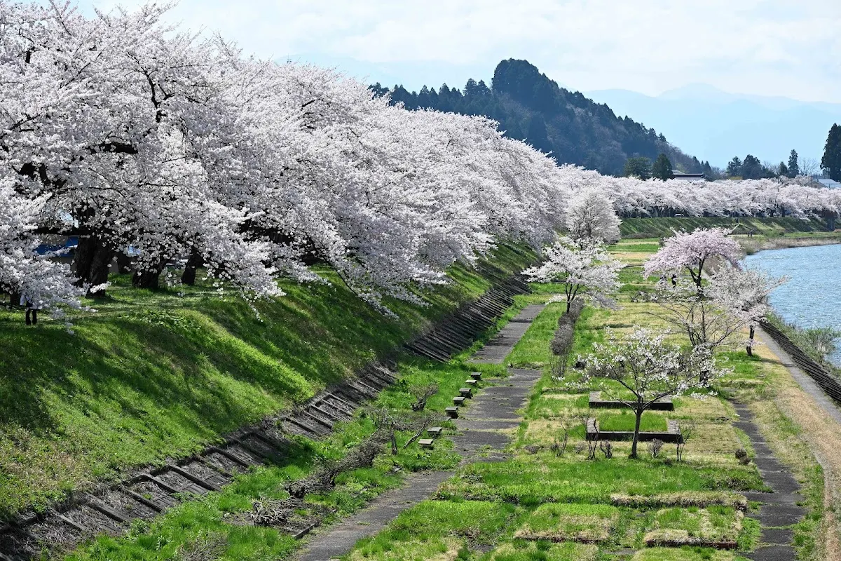 桧木内川堤