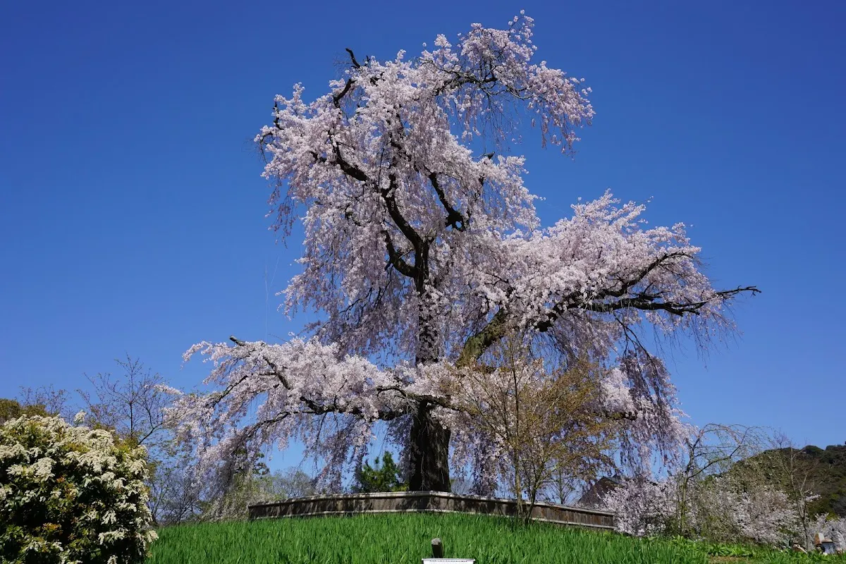 円山公園