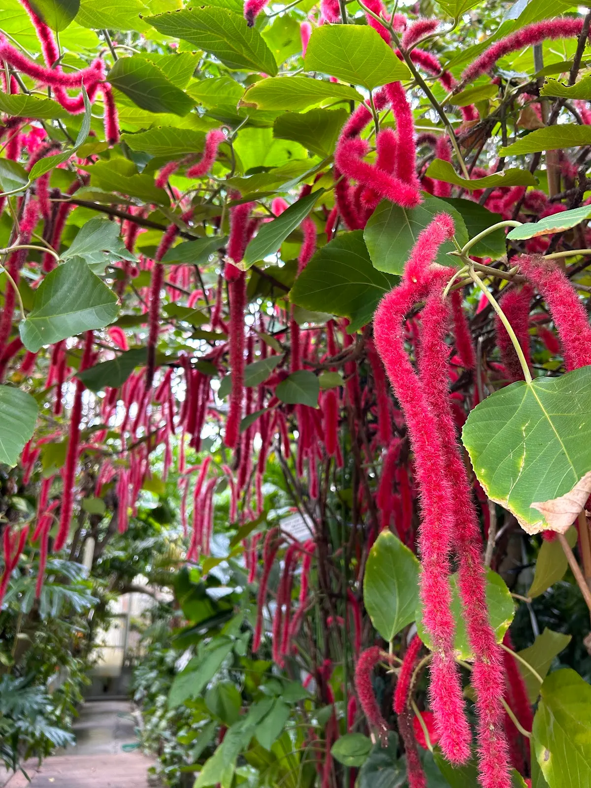 下賀茂熱帯植物園