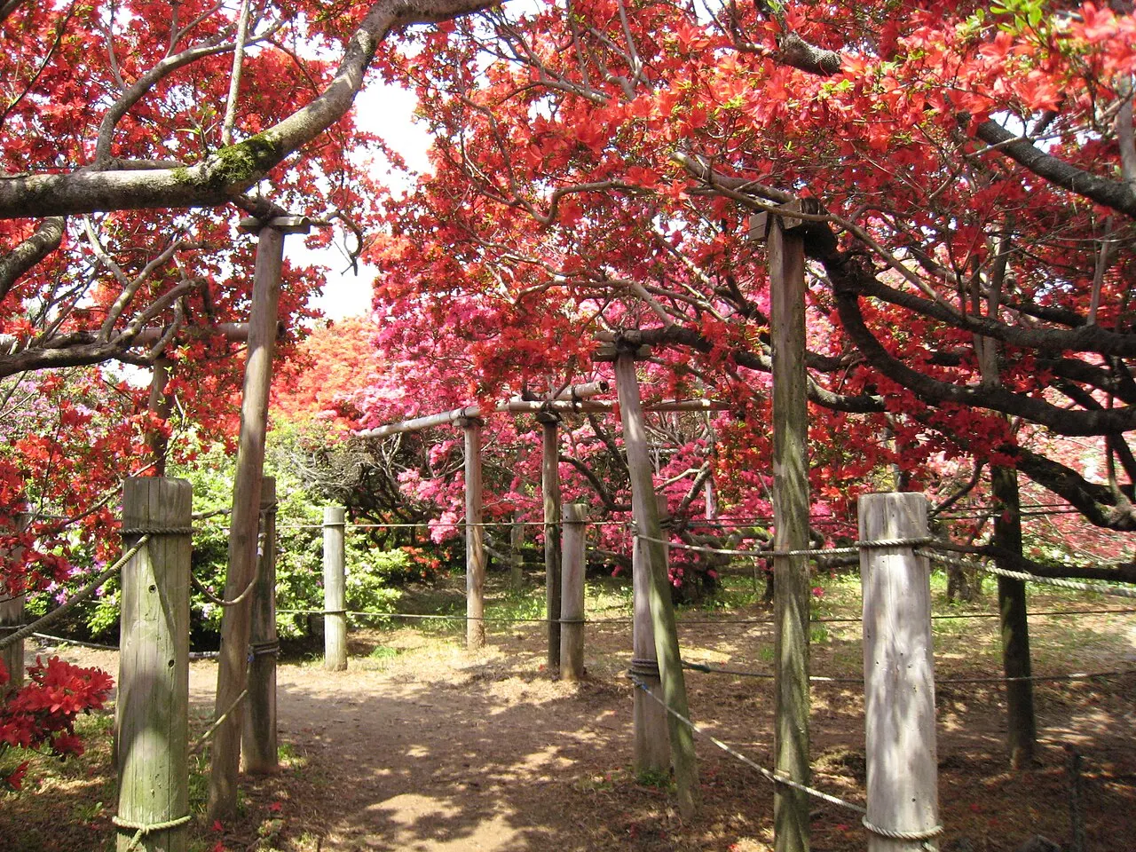 つつじが岡公園