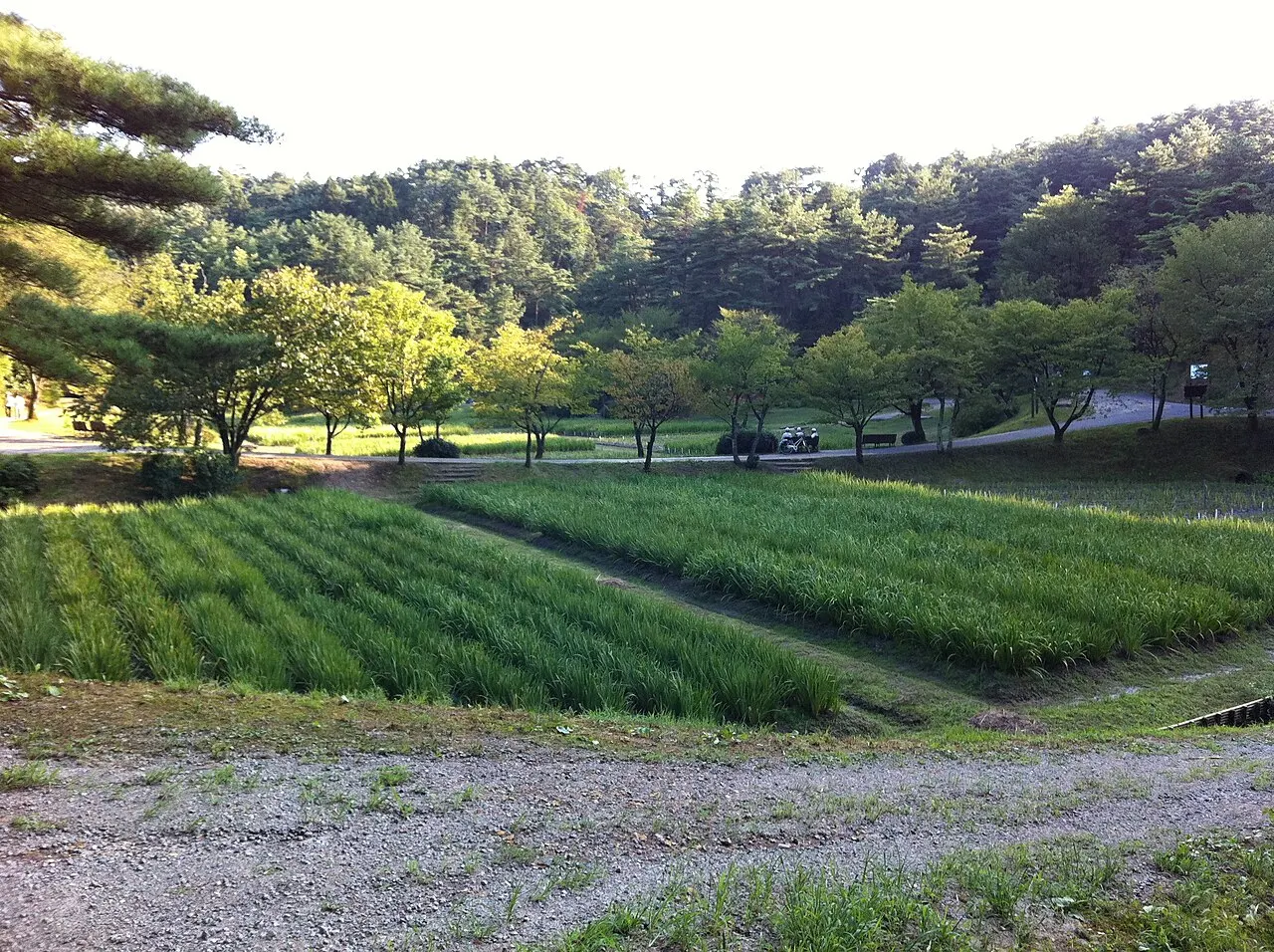 五十公野公園