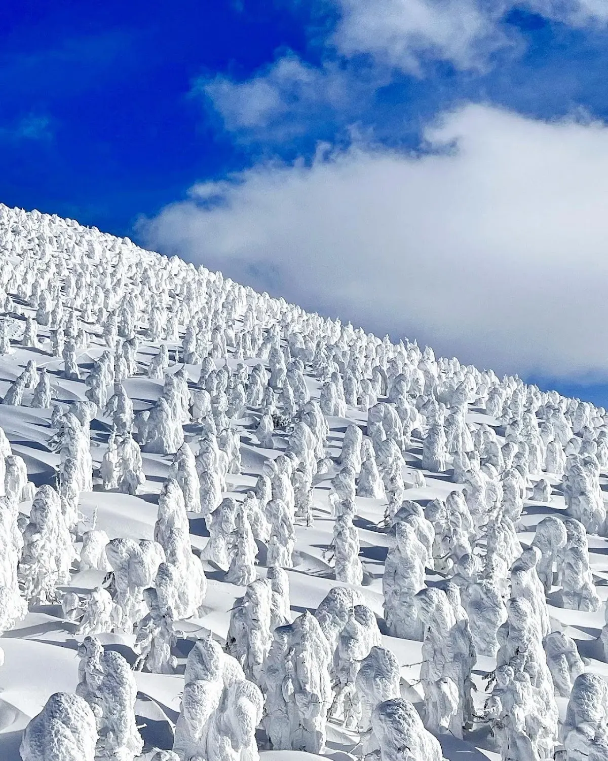 蔵王の樹氷