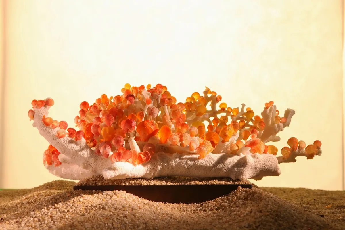 세계조가비박물관(World Seashell Museum)