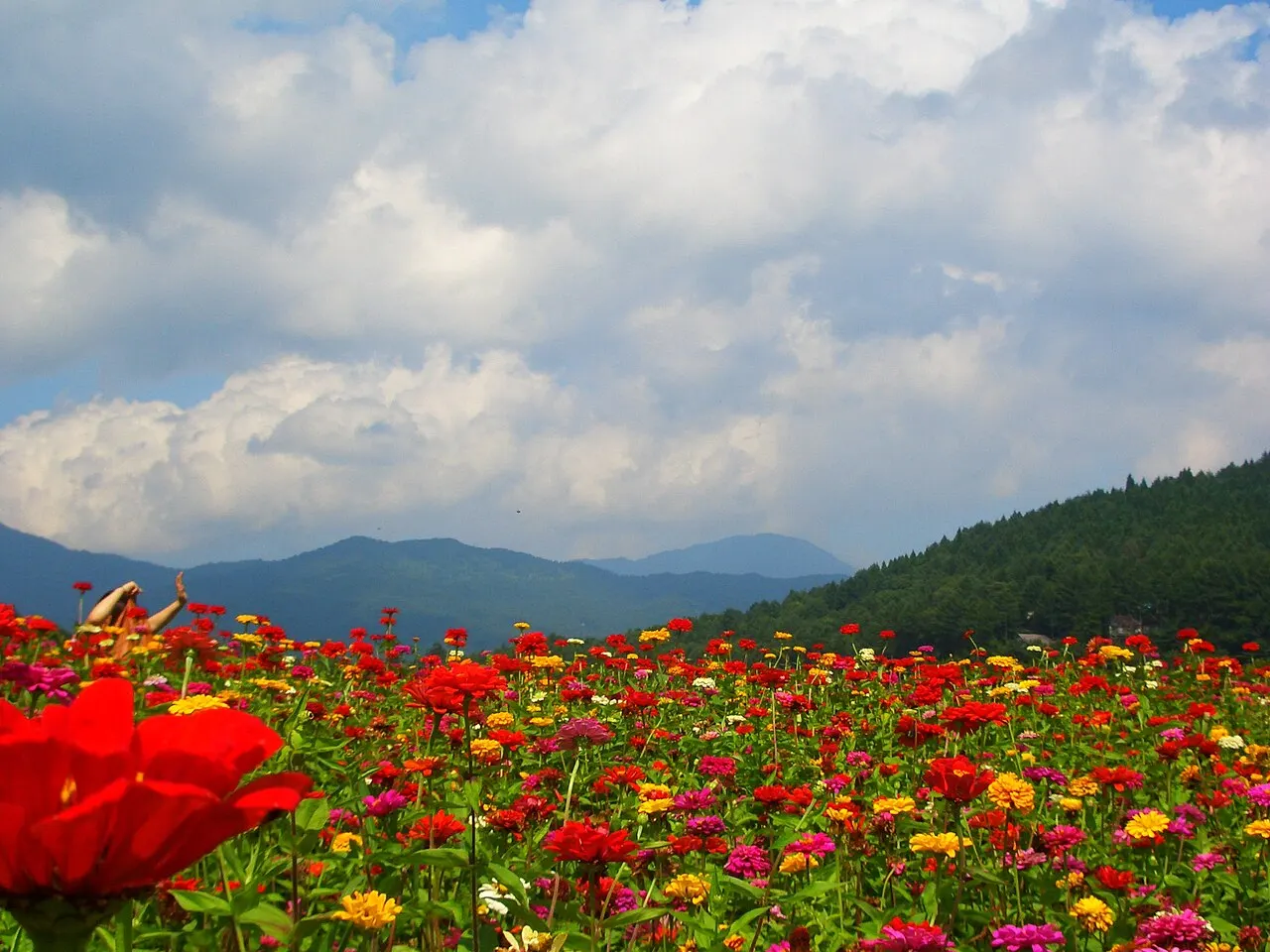 山中湖花の都公園