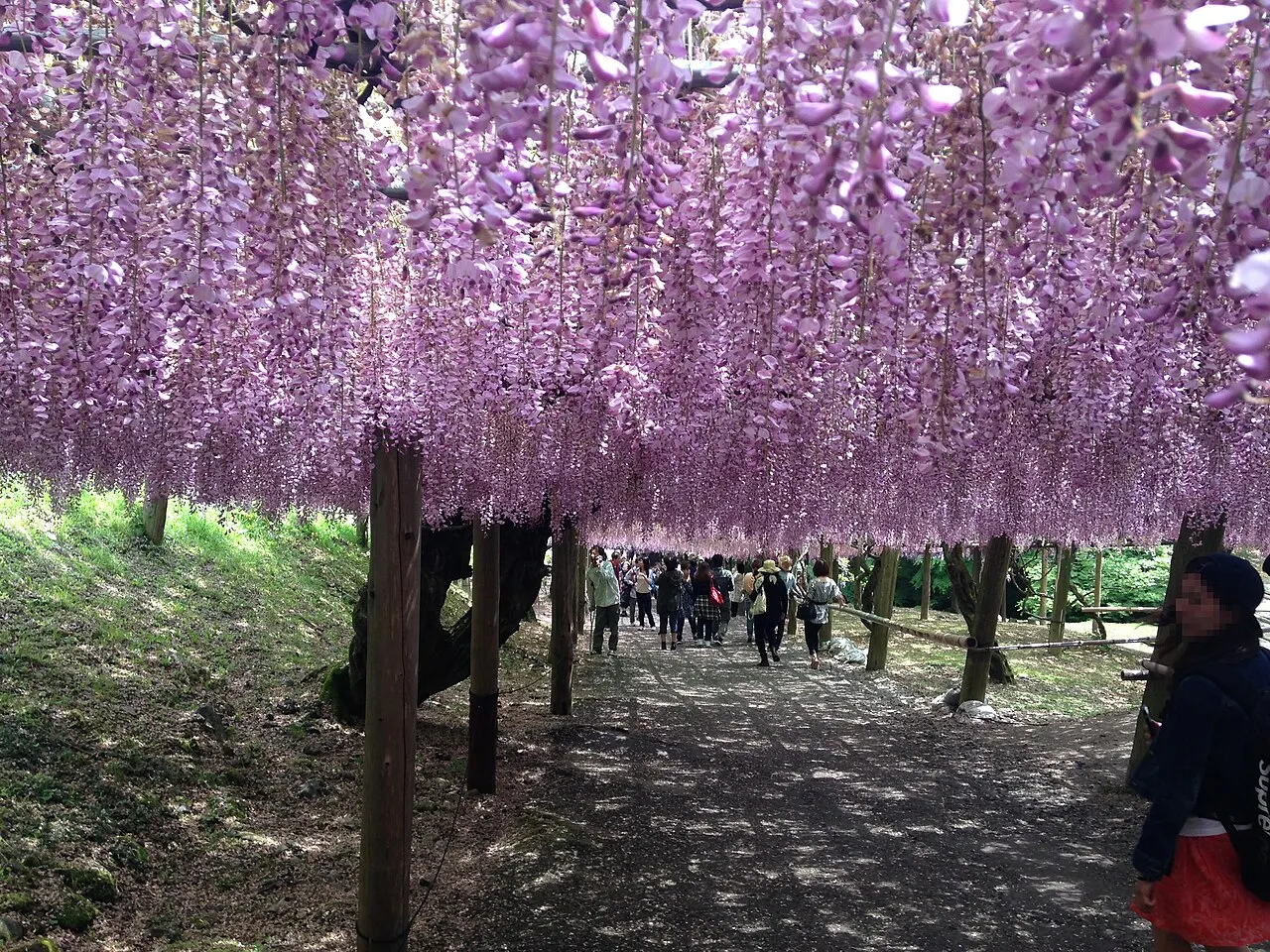 河内藤園