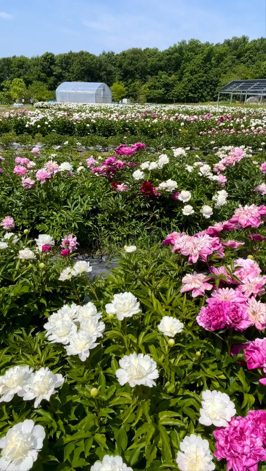 金沢大学医薬保健学域 薬学類・創薬科学類附属薬用植物園