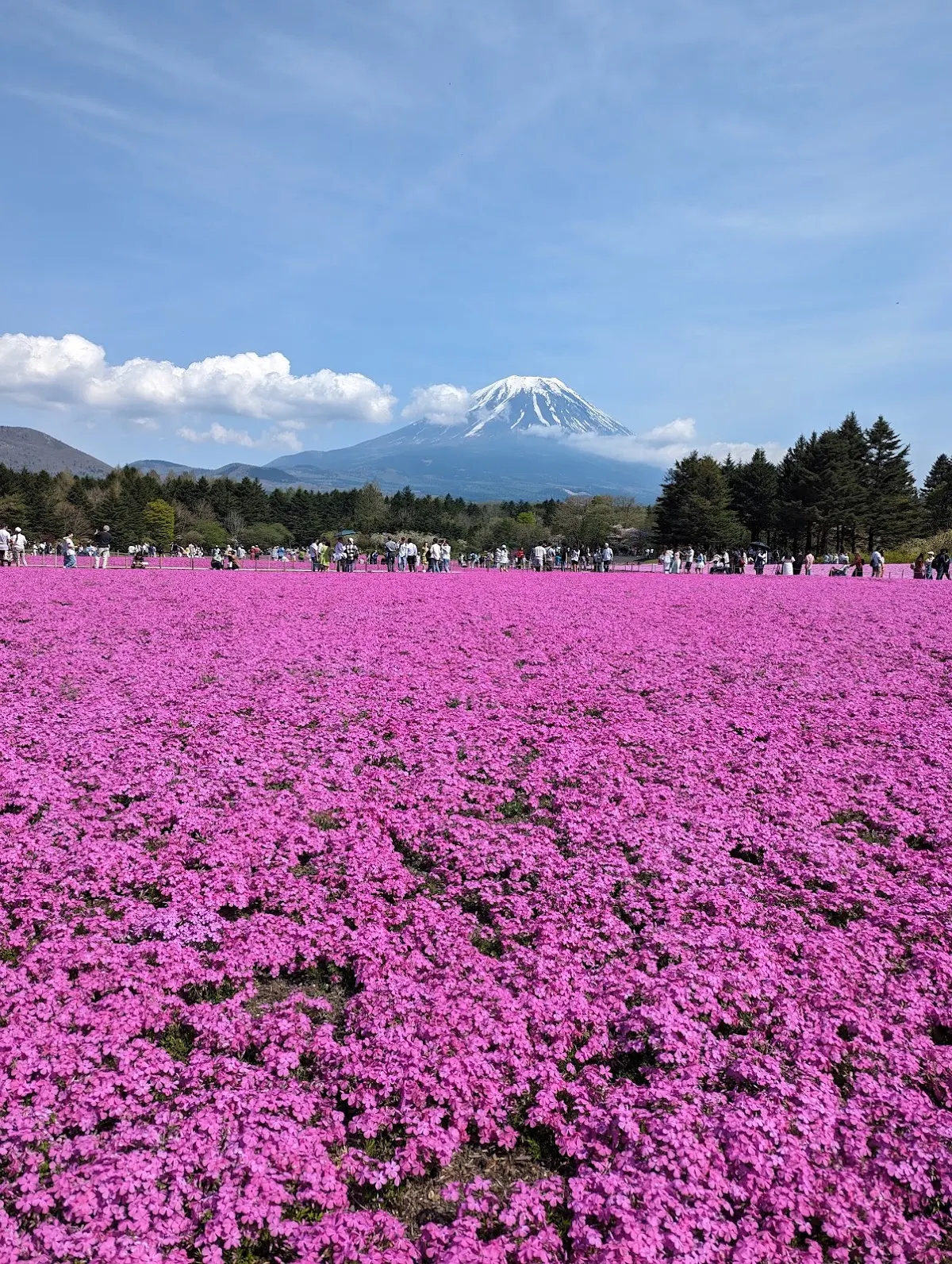 山梨・8万株の花々と富士山の競演!「虹の花まつり2026」がXで注目モデルコース1泊2日