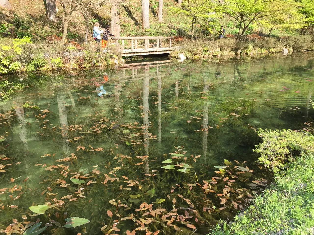 岐阜・SNSで話題のモネの池を巡る!絶景と歴史を感じる日帰りモデルコース