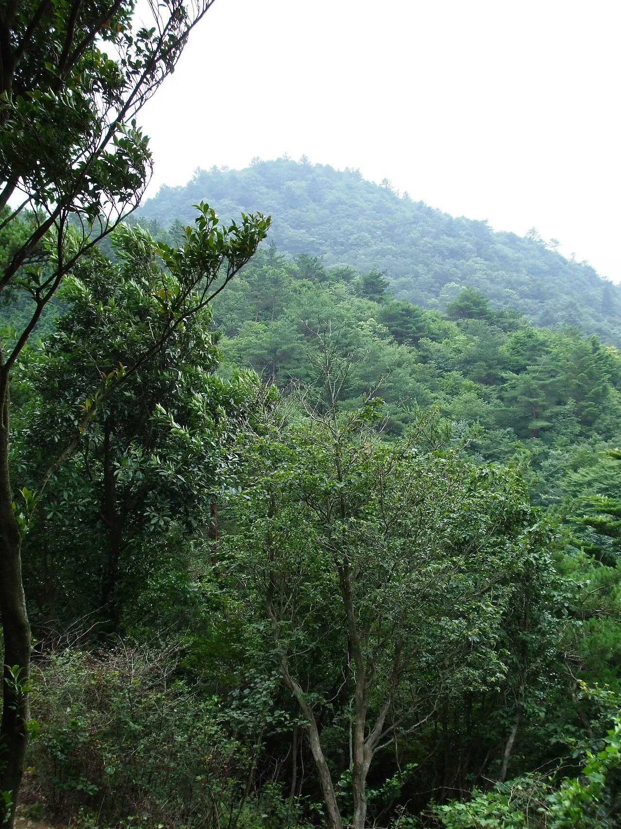 松尾山