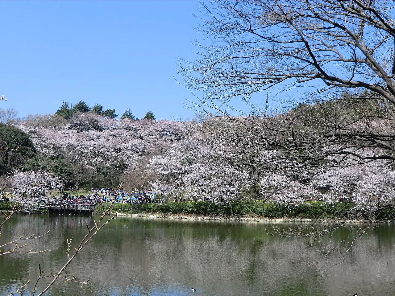 神奈川県立三ツ池公園