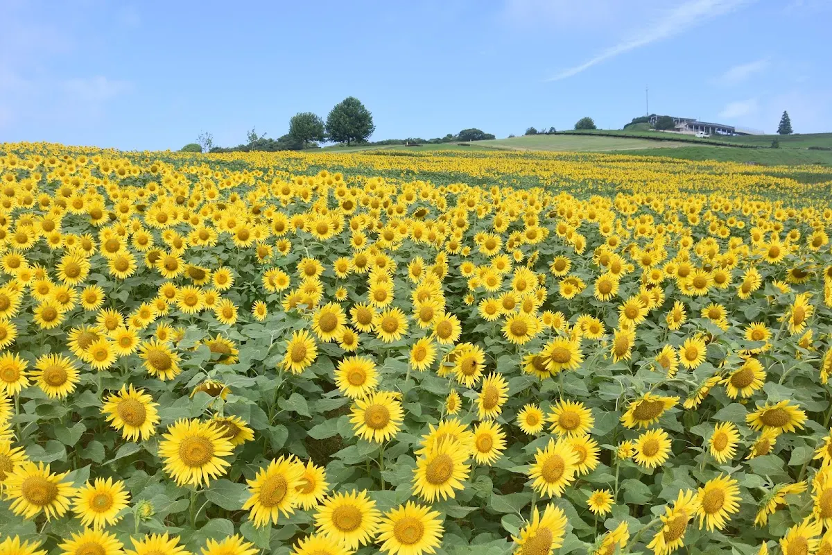 あわじ花さじき