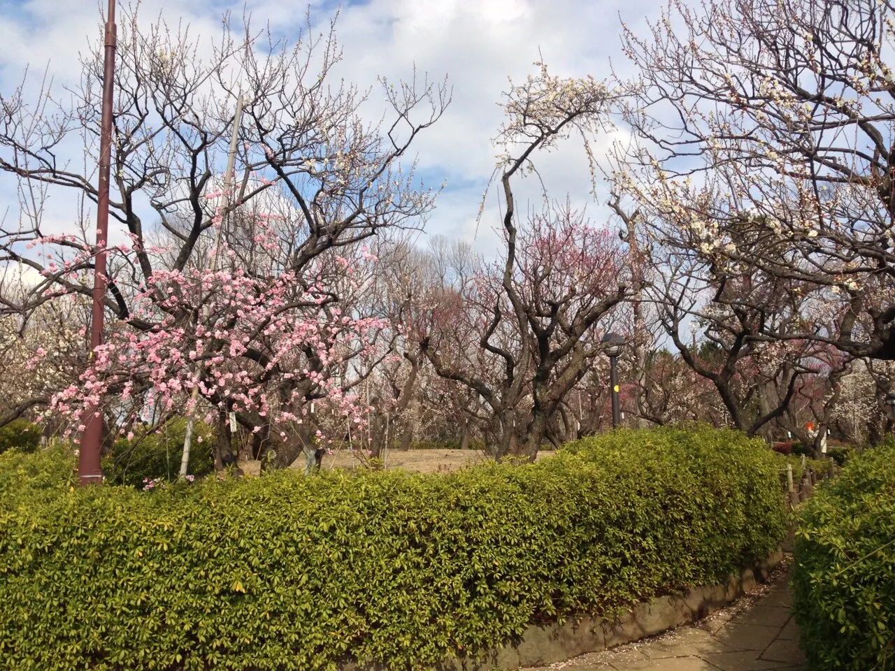羽根木公園
