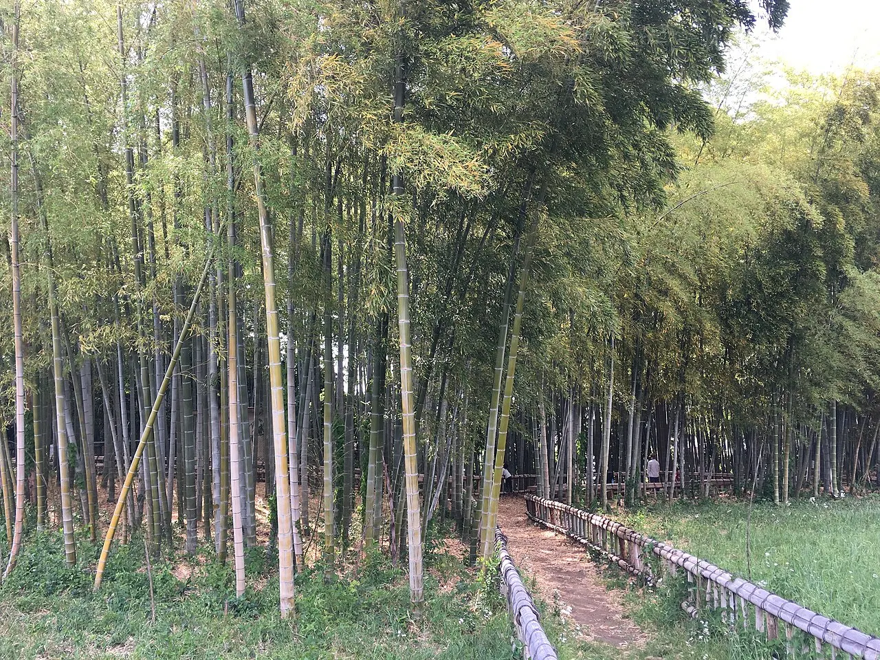 竹林公園
