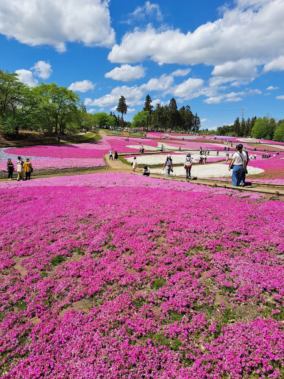 羊山公園 芝桜の丘